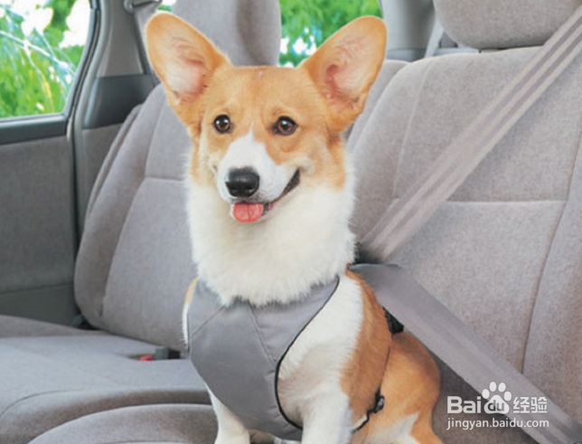 如何让狗狗不惧怕车辆且乐于乘车