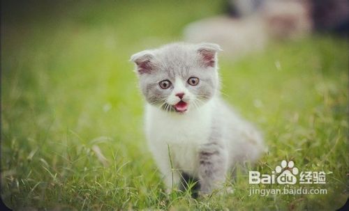 如何正确网购英国短毛猫？