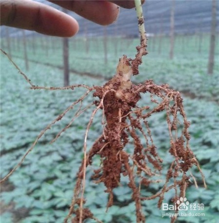 云南文山三七粉价格,点击查看近期行情