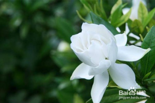 栀子花怎样换盆换土