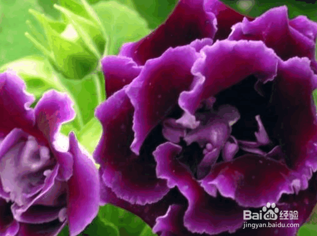 大岩桐的种植及管理要点