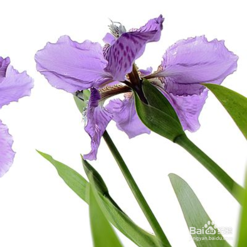 养鸢尾花需要注意哪些?