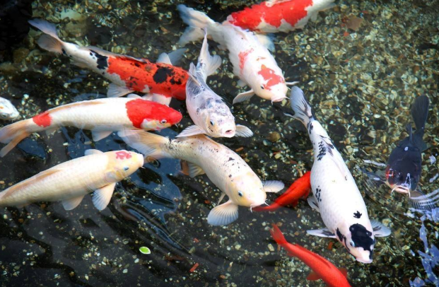 一条普通的锦鲤能活多久