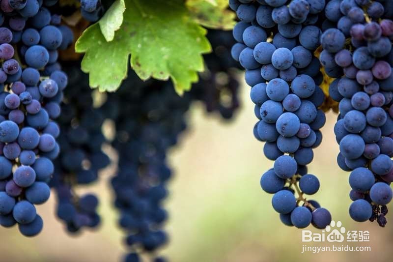 初学者应该了解的8个葡萄品种
