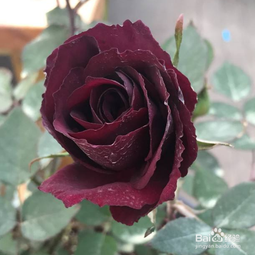 路易十四玫瑰的养殖方法和注意事项