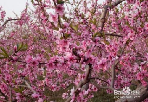 描绘桃花的古诗词有哪些？