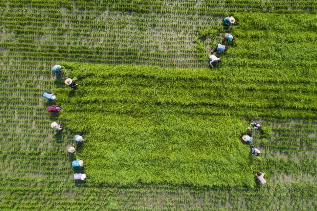 一亩地是怎么算出来的