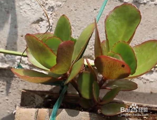 长寿花叶子发红怎么办