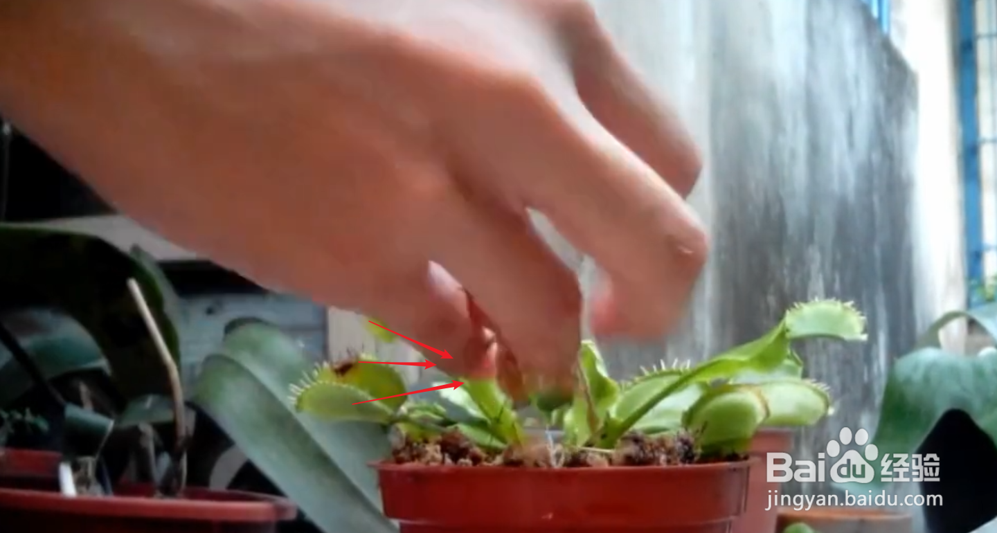 食蝇草怎么养护