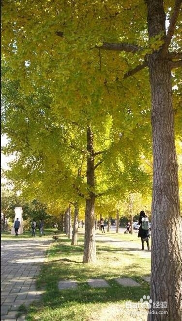 用手机怎样拍出好看的银杏树照片