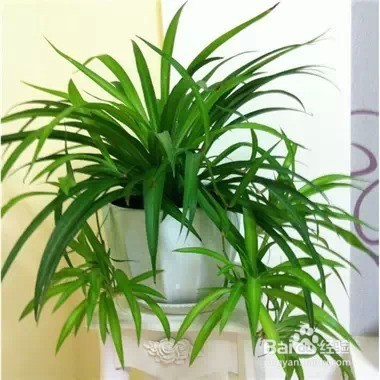 家里常养这些植物 身体会越来越棒