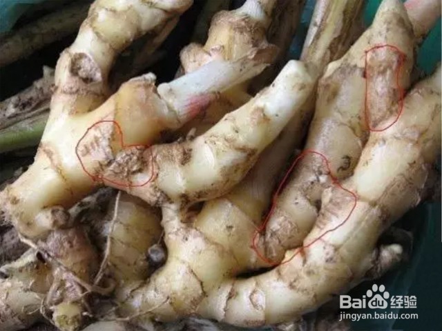 根线虫有什么危害？生姜的根结线虫怎么消灭？