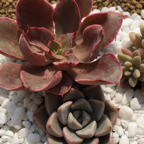 紫珍珠黑腐我们该如何