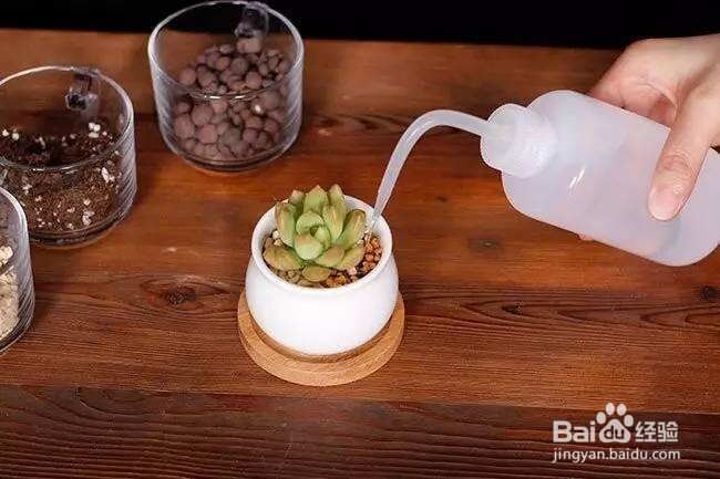 多肉换盆注意事项