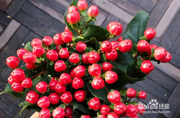 红豆鲜花水养方法