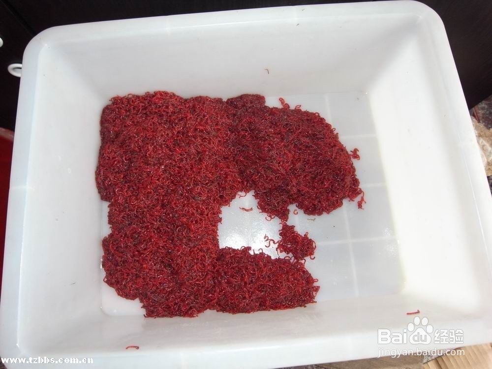 如何养好七彩神仙鱼