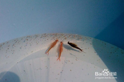 丰年虫对自然环境的作用