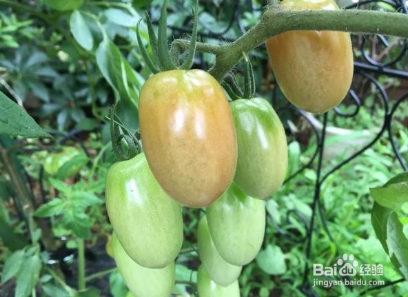 西红柿不红的原因