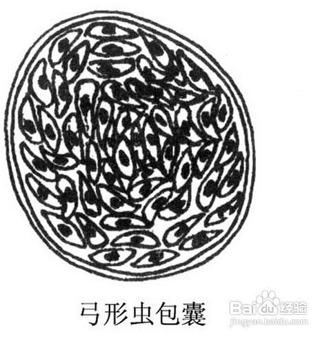 分享一些常见的弓形虫问题