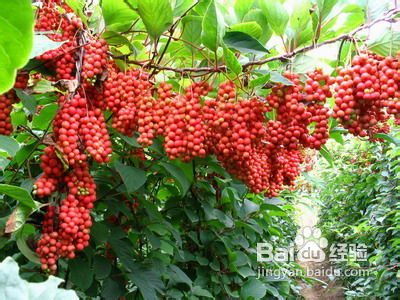 性功能的食疗方法