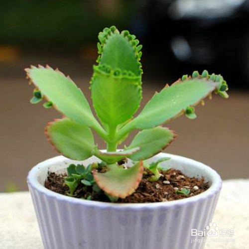 在家中该怎么养殖宽叶不死鸟?