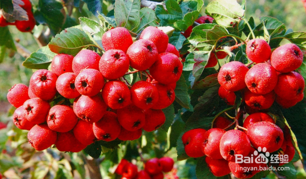 专家研究：降血脂的最好办法