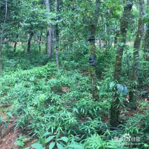 滇黄精的养殖方法和注意事项