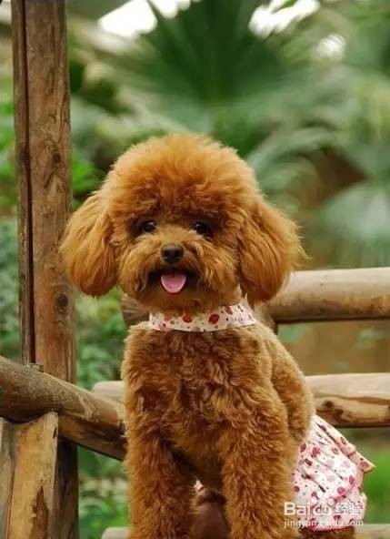 狗狗怀孕期间怎么照顾