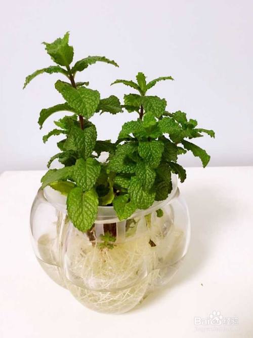 薄荷水养正确方式