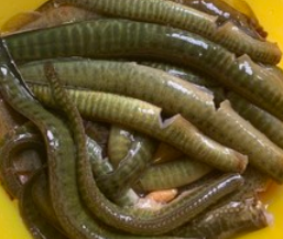 红烧刀鳅鱼的做法