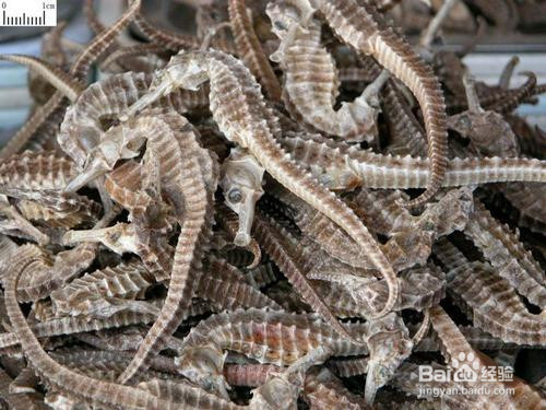 海马是怎么繁殖后代的