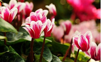 北方冬天如何养仙客来