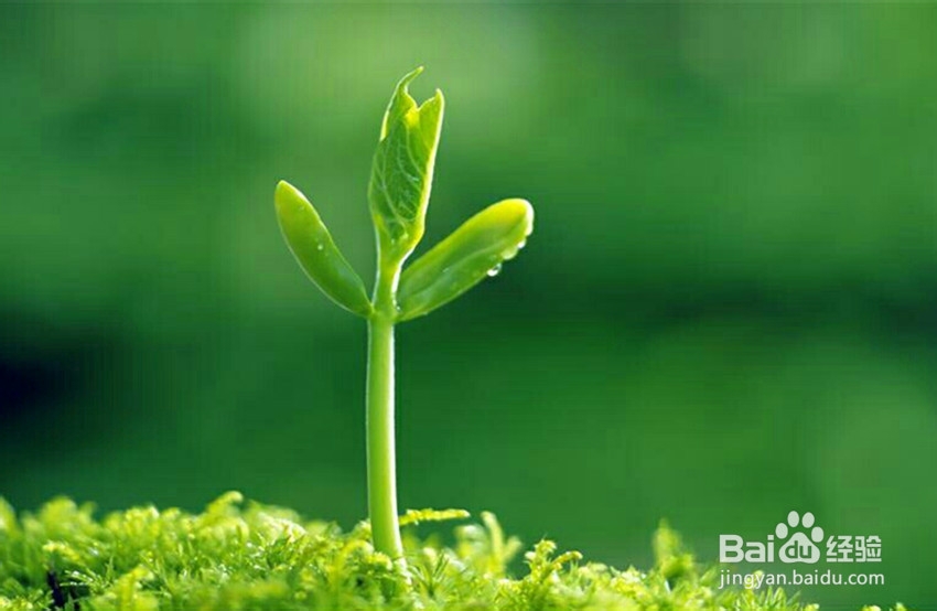 在关键期如何让自己长得更高