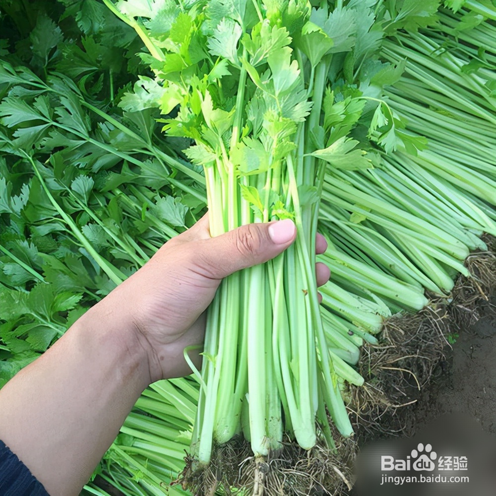 秋季适合种植什么蔬菜