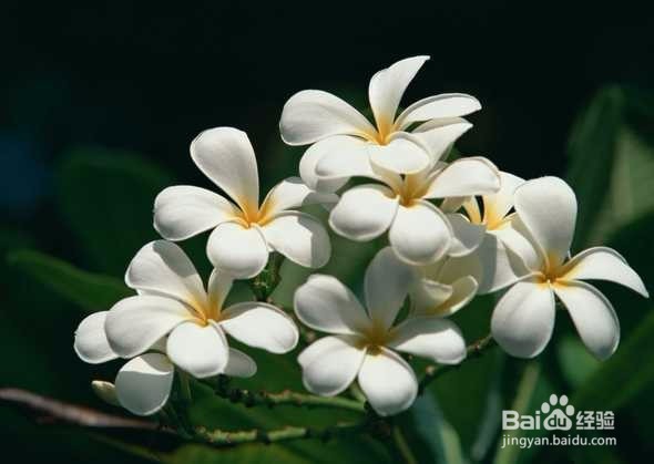 养花节水，让你秒表【种花达人】