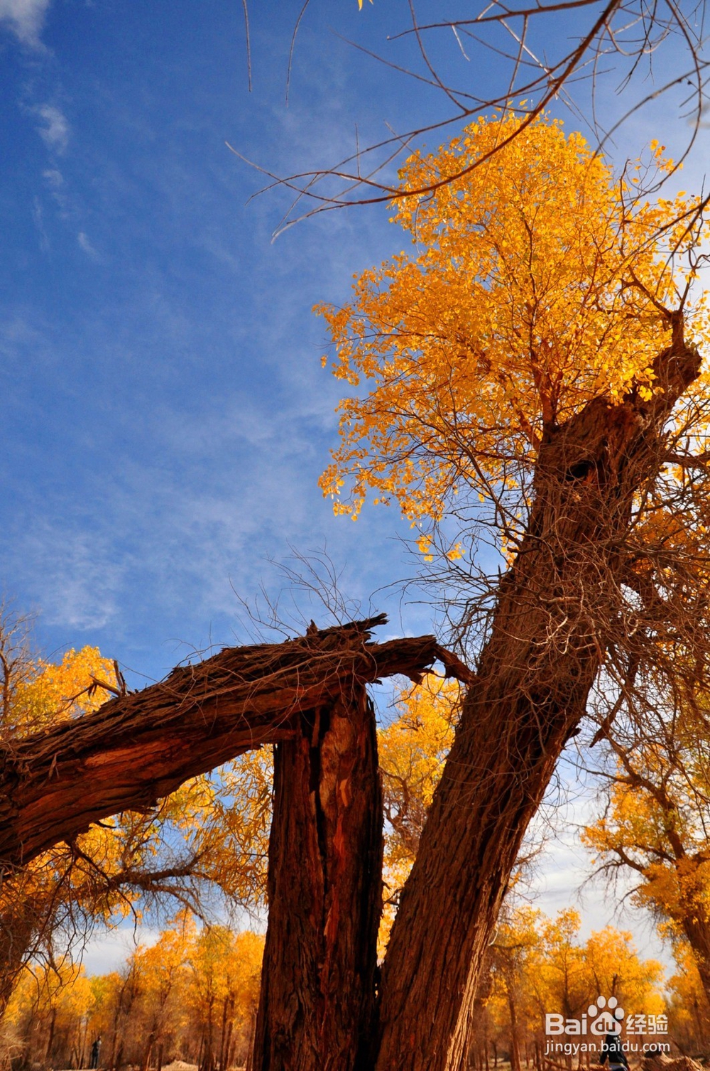 秋天金色胡杨林—额济纳旅游攻略