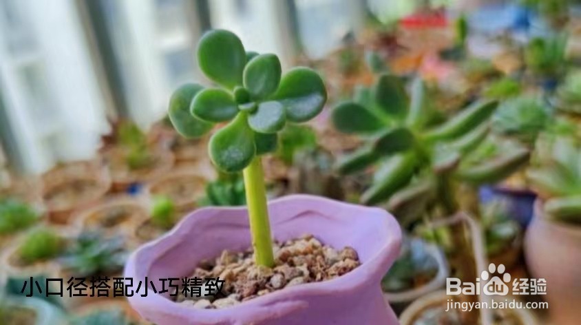 如何养殖多肉小盆栽