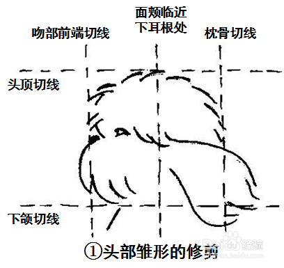 西施犬美容修剪方法教程（图文）