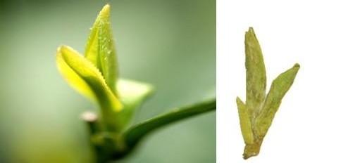 明前茶和雨前茶的区别