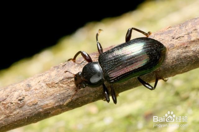 家里有发现有步行虫怎么消灭？