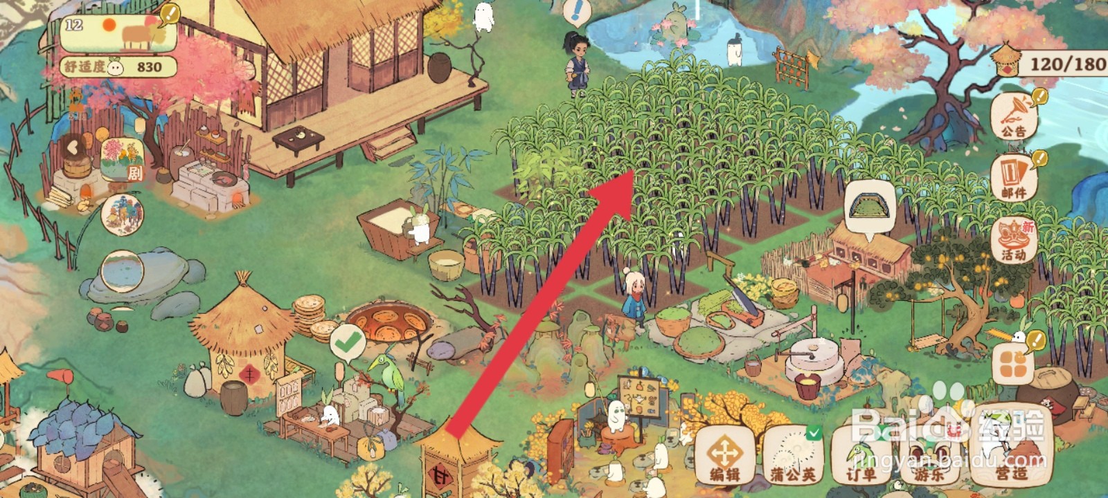 桃源深处有人家如何收割甘蔗植物