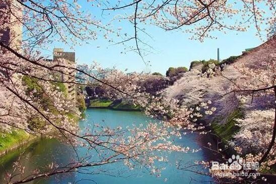 日本东京赏樱旅行5日自由行经典行程及旅游攻略