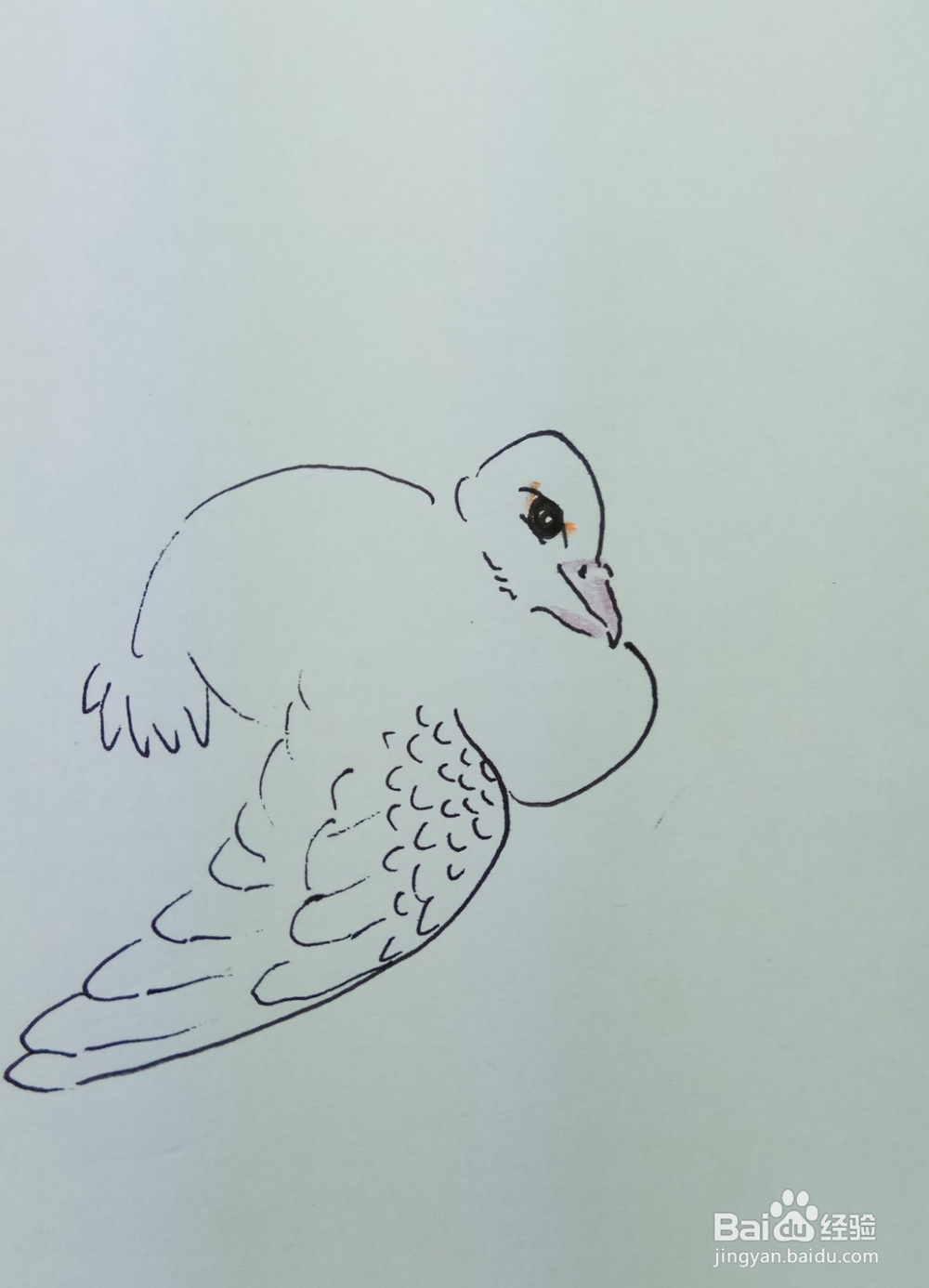 怎样画简笔画晒翅膀的鸽子?
