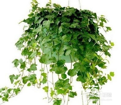 什么植物能净化装修污染