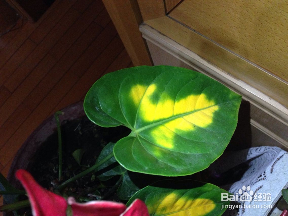 在家怎样饲养红掌？