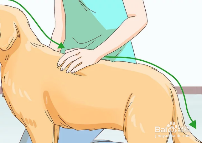 如何抚摸陌生的狗狗和熟悉的狗狗