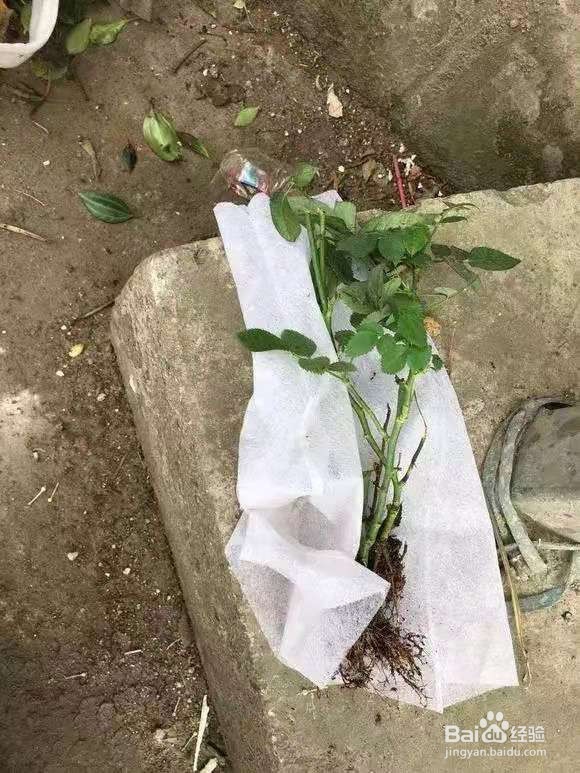 垃圾桶里一堆“贵货”花，丢人也要捡