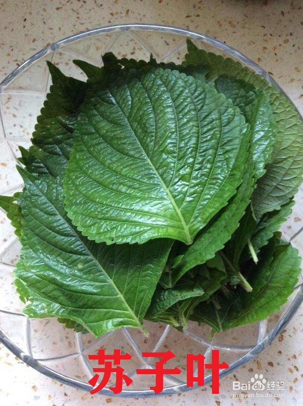 苏子与薄荷怎样分辨