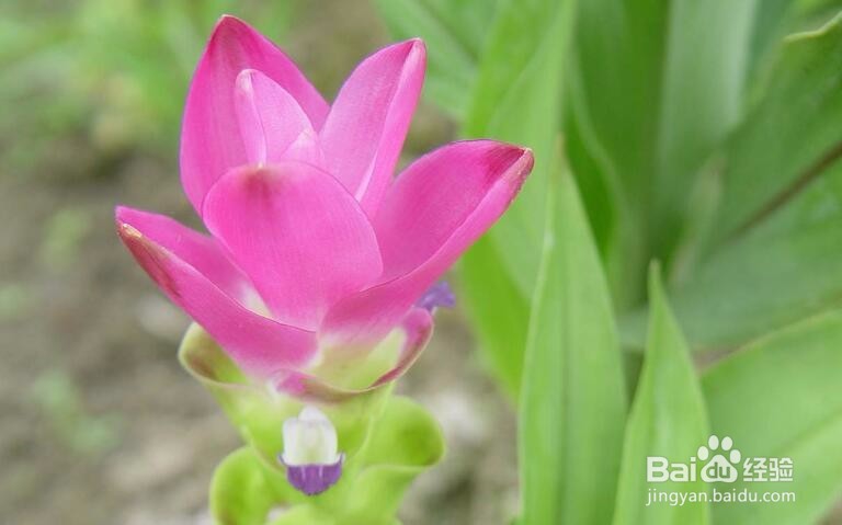 怎样来养护姜荷花