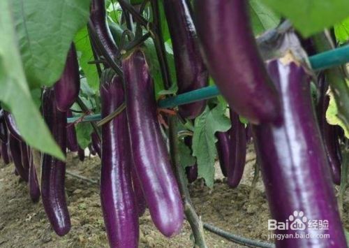 怎样才能提高茄子的坐果率 百度经验